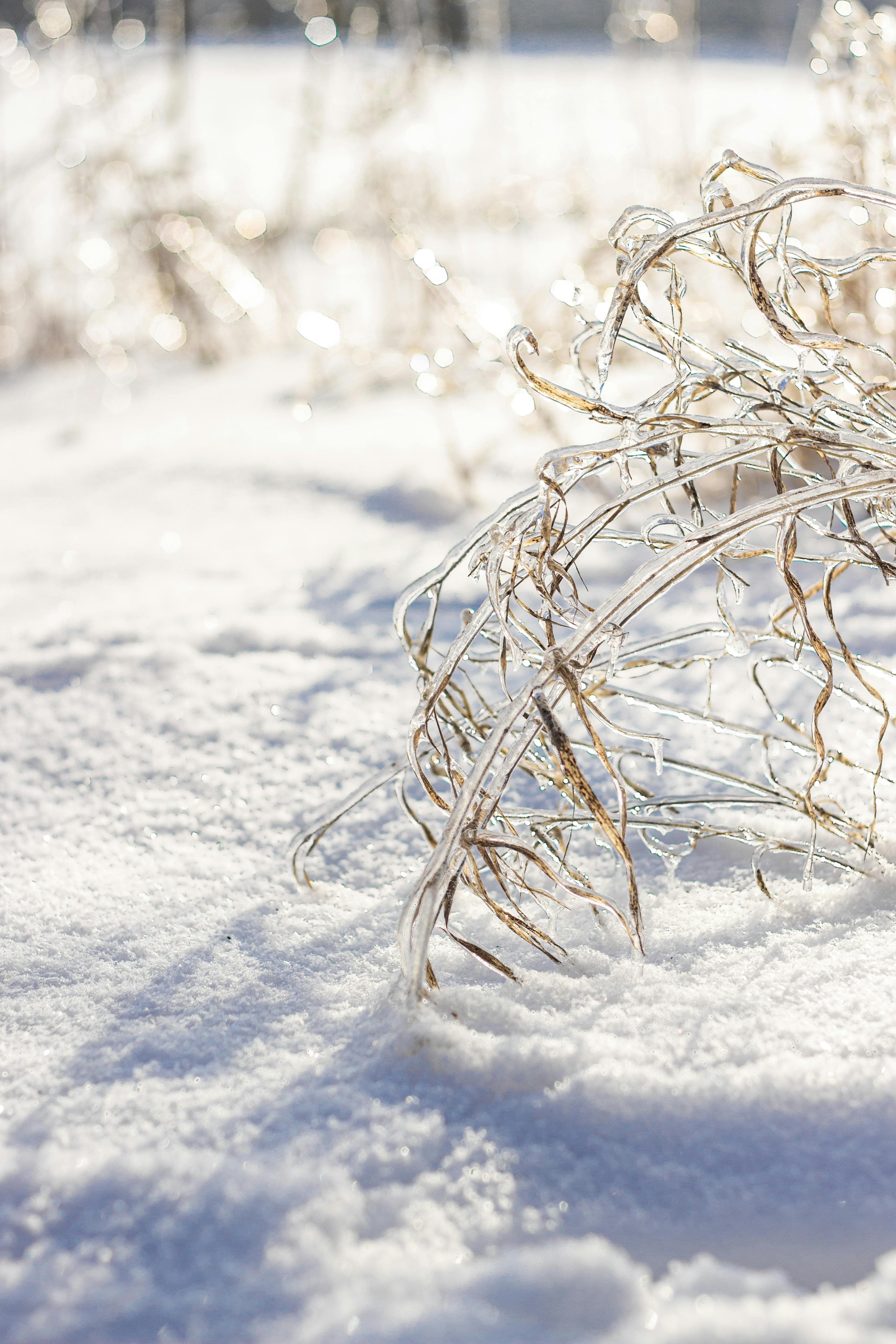 Kostenlos Kostenloses Stock Foto zu @draussen, äste, chillen Stock-Foto