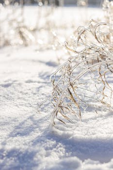 A tranquil winter landscape featuring ice-covered plants contrasting a snowy background, capturing the beauty of nature.