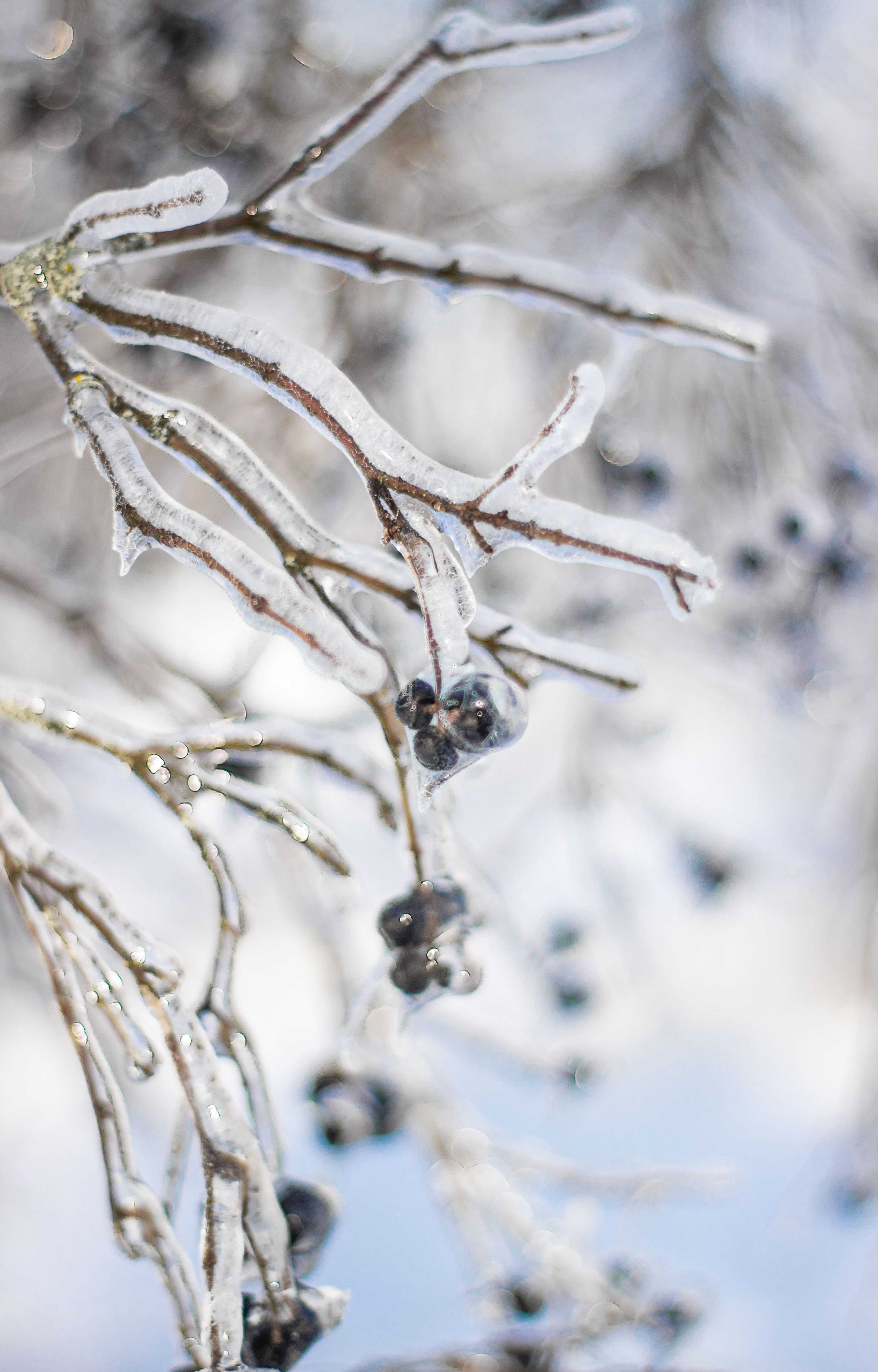 Frozen Branches with Icy Coating in Winter · Free Stock Photo