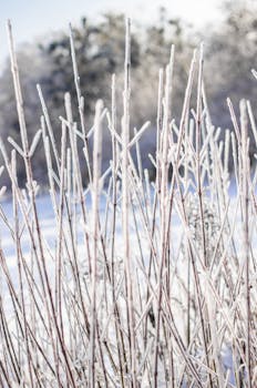 Close-up of frosty branches covered in ice against blurred snowy background during winter.