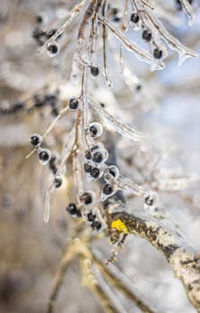 Close-up of icy berries on a winter branch, glistening in cold sunlight.
