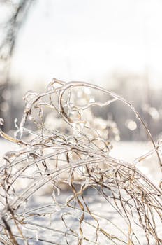 A detailed view of grass stems encased in ice, glistening in the winter sunlight.