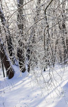 Sunlit winter forest with branches covered in delicate frost showcasing nature's icy beauty.