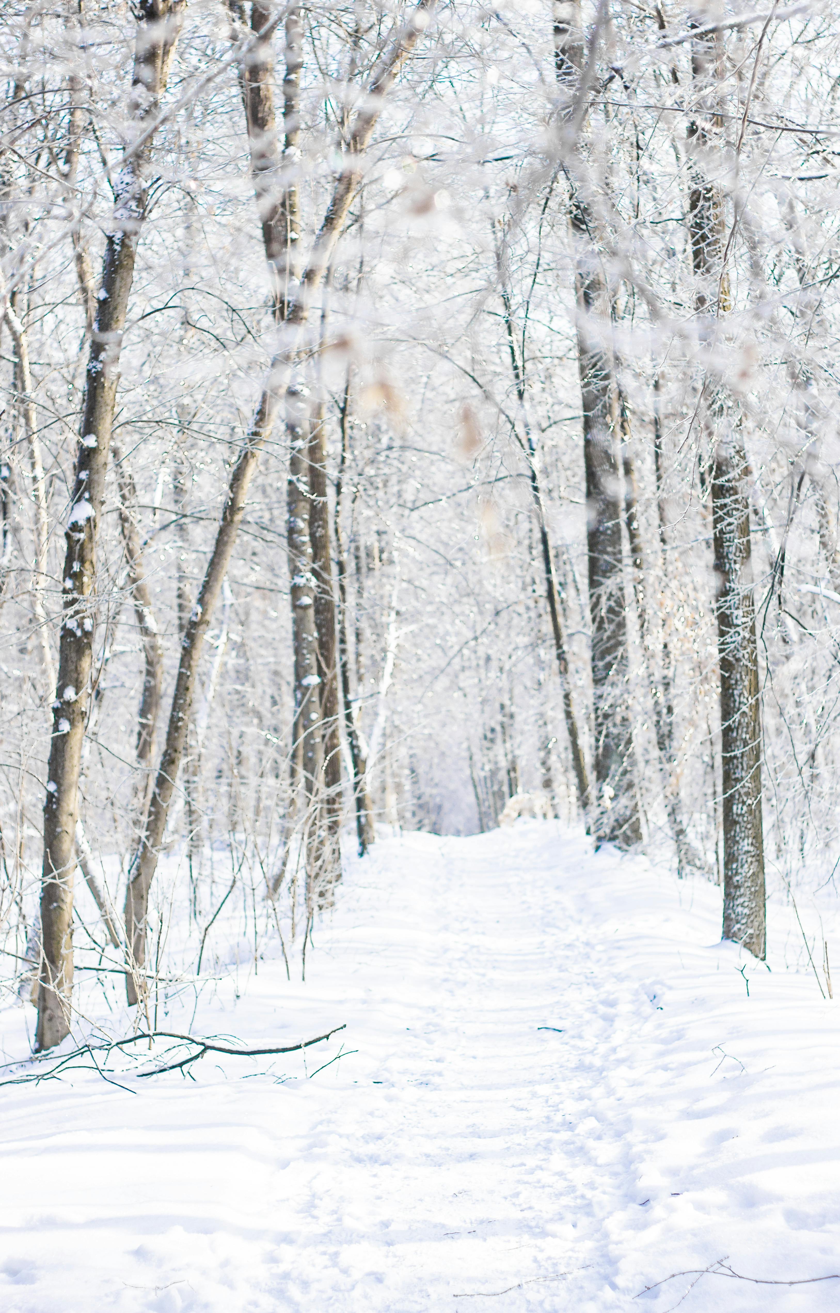 무료 새하얀 눈으로 덮인 매혹적인 겨울 숲길은 고요하고 평화로운 분위기를 자아냅니다. 스톡 사진