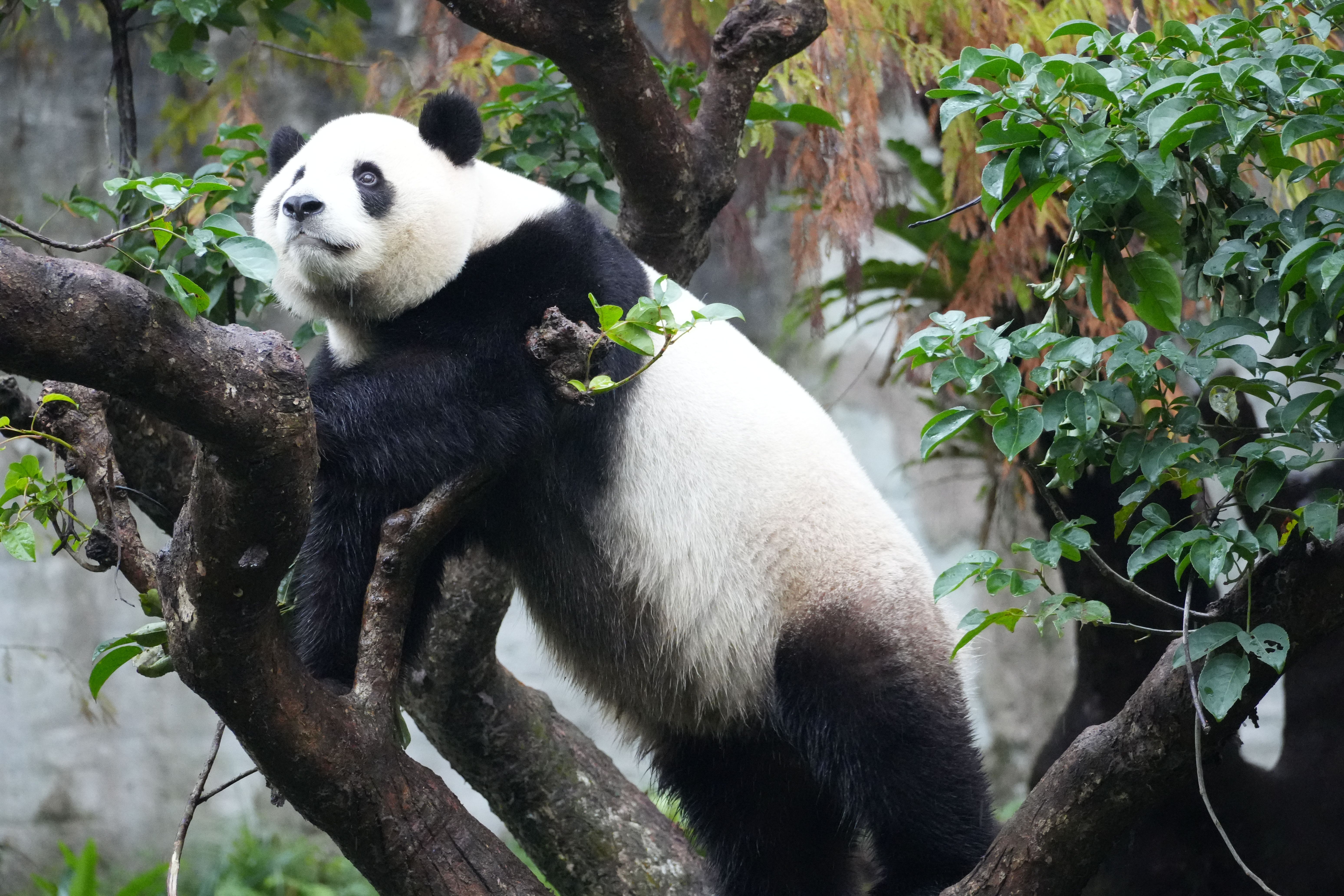 Dev Panda Yemyeşil Ormanda Ağaca Tırmanıyor · Ücretsiz Stok Fotoğraf