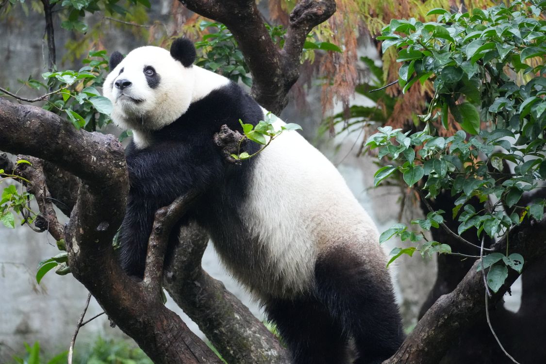 Panda Fall Tree Giant Panda Climbing Tree in Lush Forest · Free Stock Photo