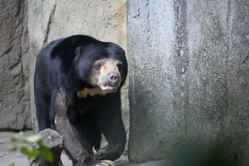 Free A sun bear standing in a rocky enclosure, showcasing its distinct features in a natural setting. Stock Photo