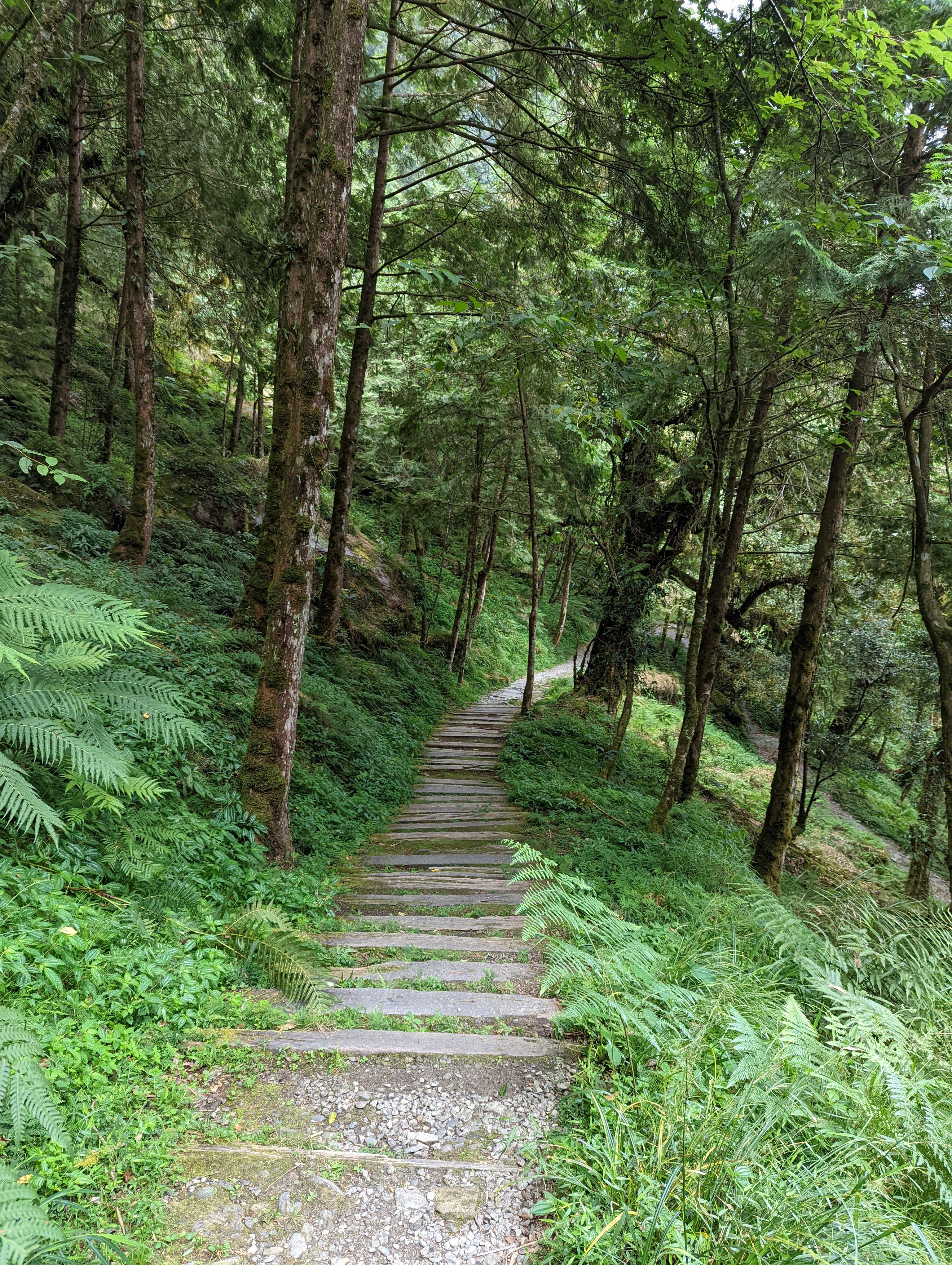Explore the lush greenery along a peaceful forest path in Yilan County, Taiwan.