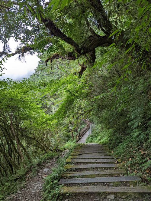 Free Scenic forest trail in Yilan County, Taiwan, surrounded by lush greenery and wooden steps, perfect for nature walks. Stock Photo