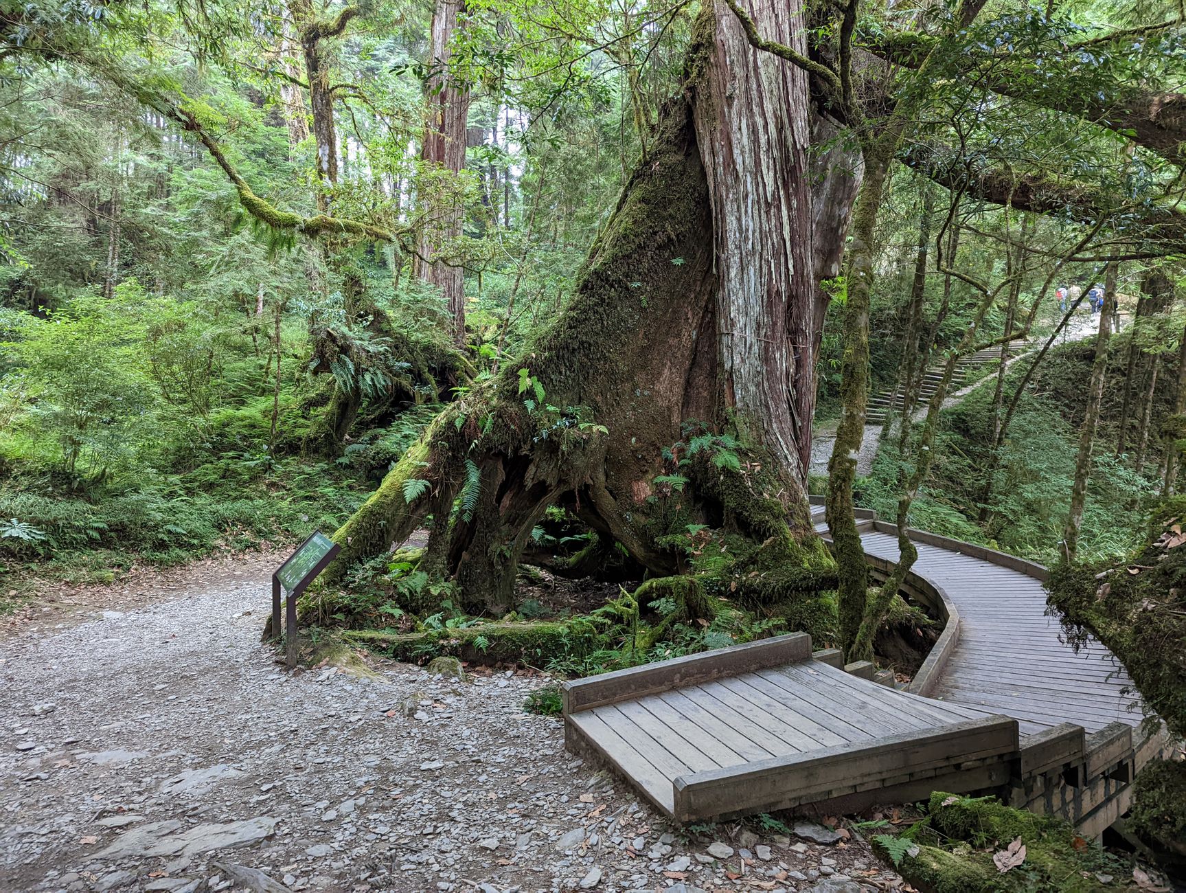 Explore the lush forest trails of Yilan County, Taiwan, featuring ancient trees and vibrant greenery.