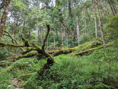 Free Explore the vibrant greenery and dense trees of a peaceful forest in Yilan County, Taiwan. Stock Photo