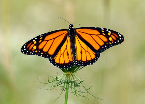 Free Detailed close-up of a Monarch butterfly (Danaus plexippus) perched on a plant. Stock Photo
