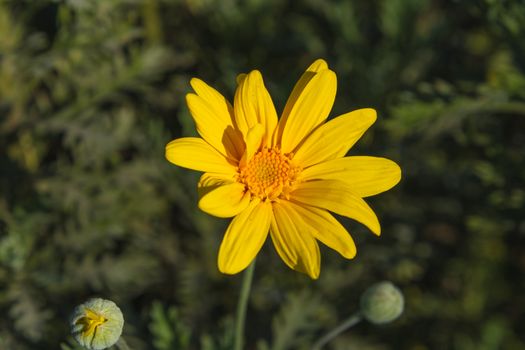A vibrant yellow daisy flower in full bloom against a soft blur background, captured in natural sunlight.