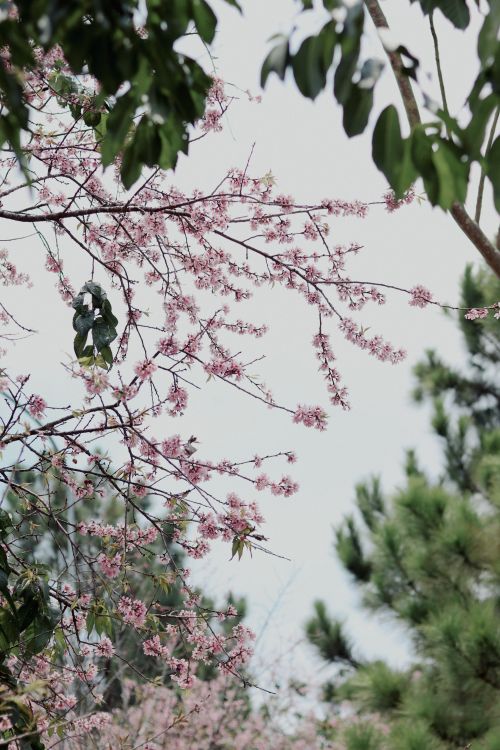 Free Beautiful cherry blossoms blooming in Đà Lạt, capturing the essence of spring. Stock Photo
