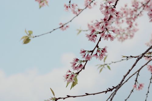 Free Tranquil scene of cherry blossoms in full bloom under a clear blue sky in spring. Stock Photo