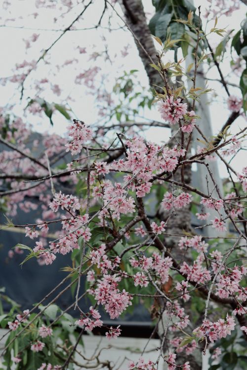 Free Beautiful cherry blossoms in full bloom in Đà Lạt, Vietnam during spring. Stock Photo