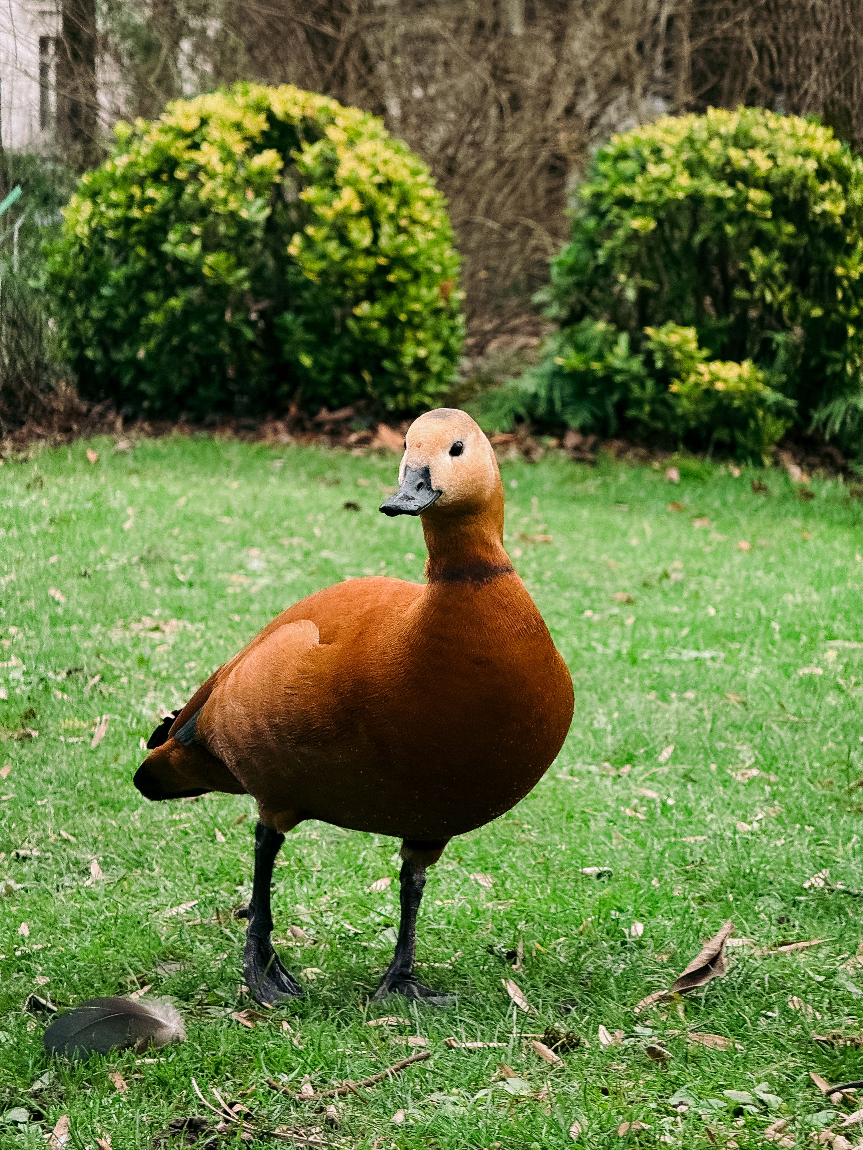 Rusty Duck in a French Garden Setting · Free Stock Photo