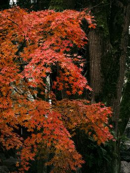 Vibrant autumn leaves on a Japanese maple tree in a forest setting.