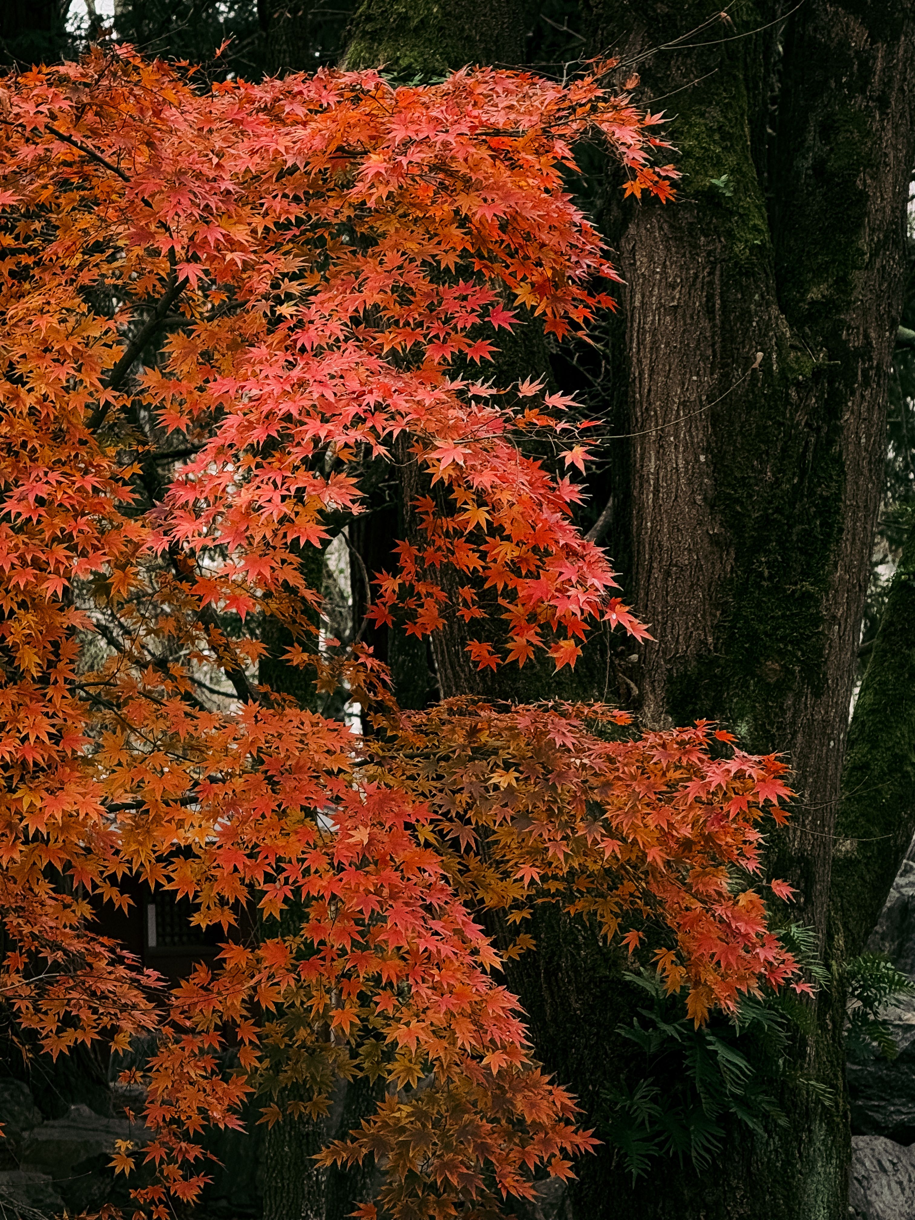 Autumn Japanese Maple Tree in Forest · Free Stock Photo