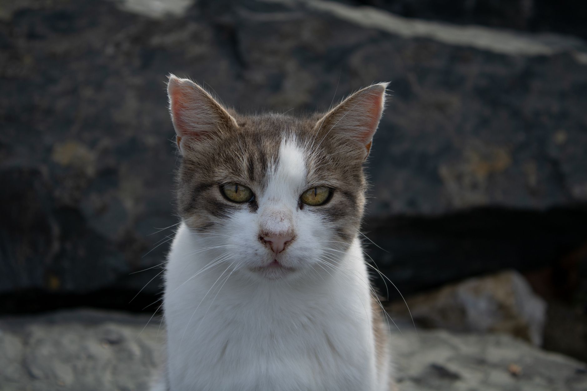 Veterinary care for a cat