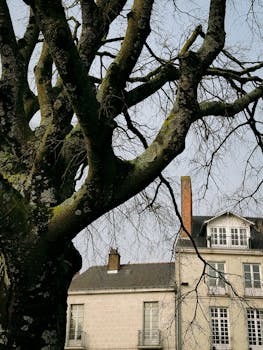A large tree frames a classic building in Nantes, France, showcasing nature and architecture.