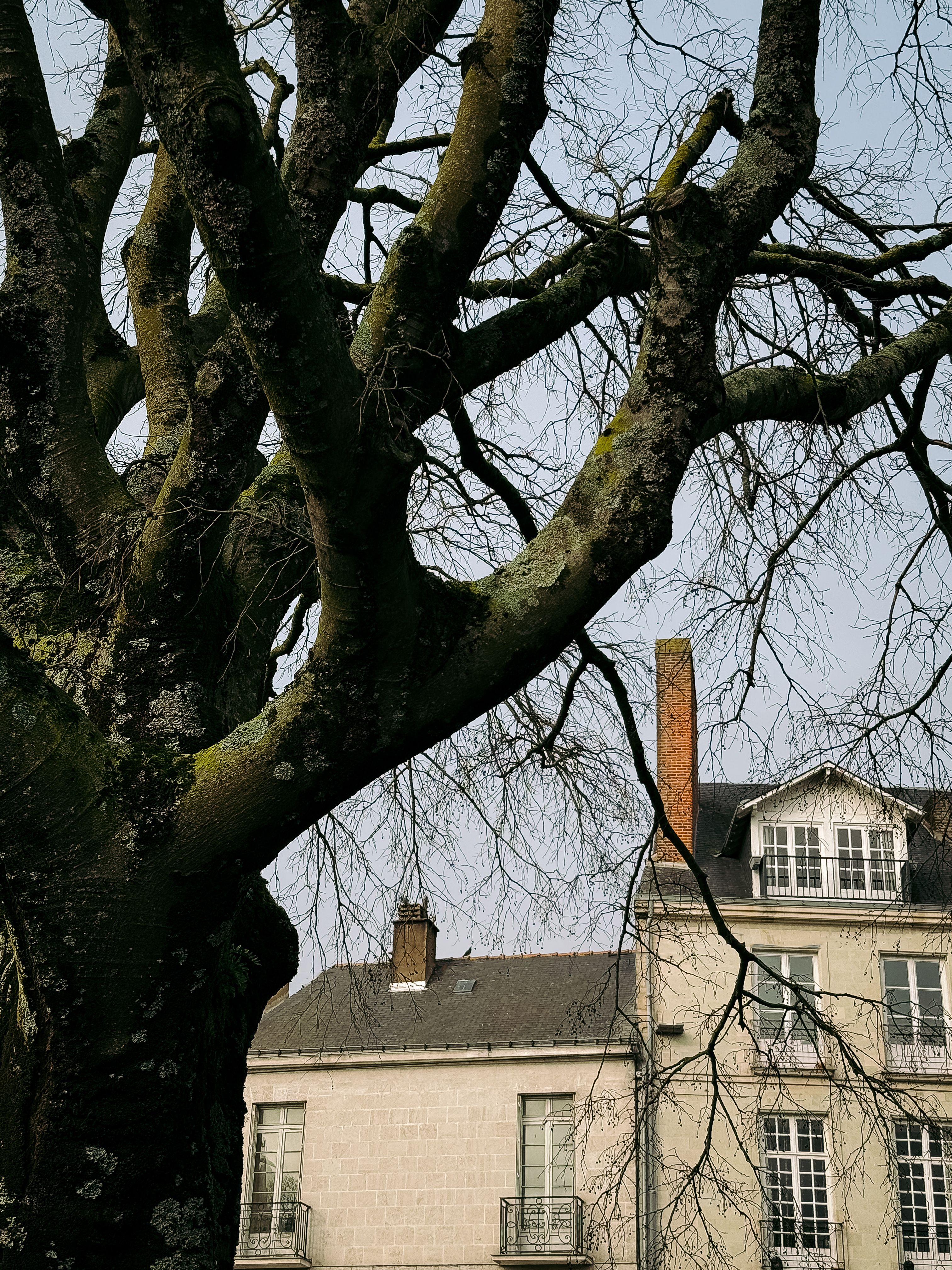 Majestätischer Baum Mit Blick Auf Klassische Französische Architektur ...