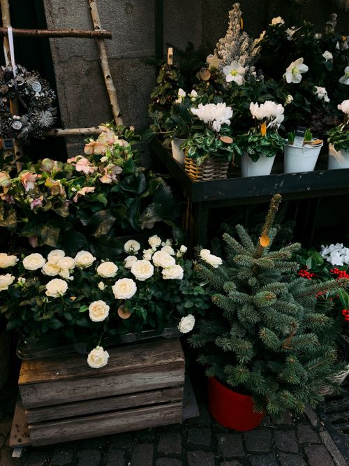 Free A beautiful arrangement of white roses, festive plants, and greenery on display in a quaint street setting. Stock Photo