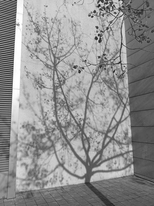Free Black and white photo of a tree's shadow cast on a building facade. Stock Photo