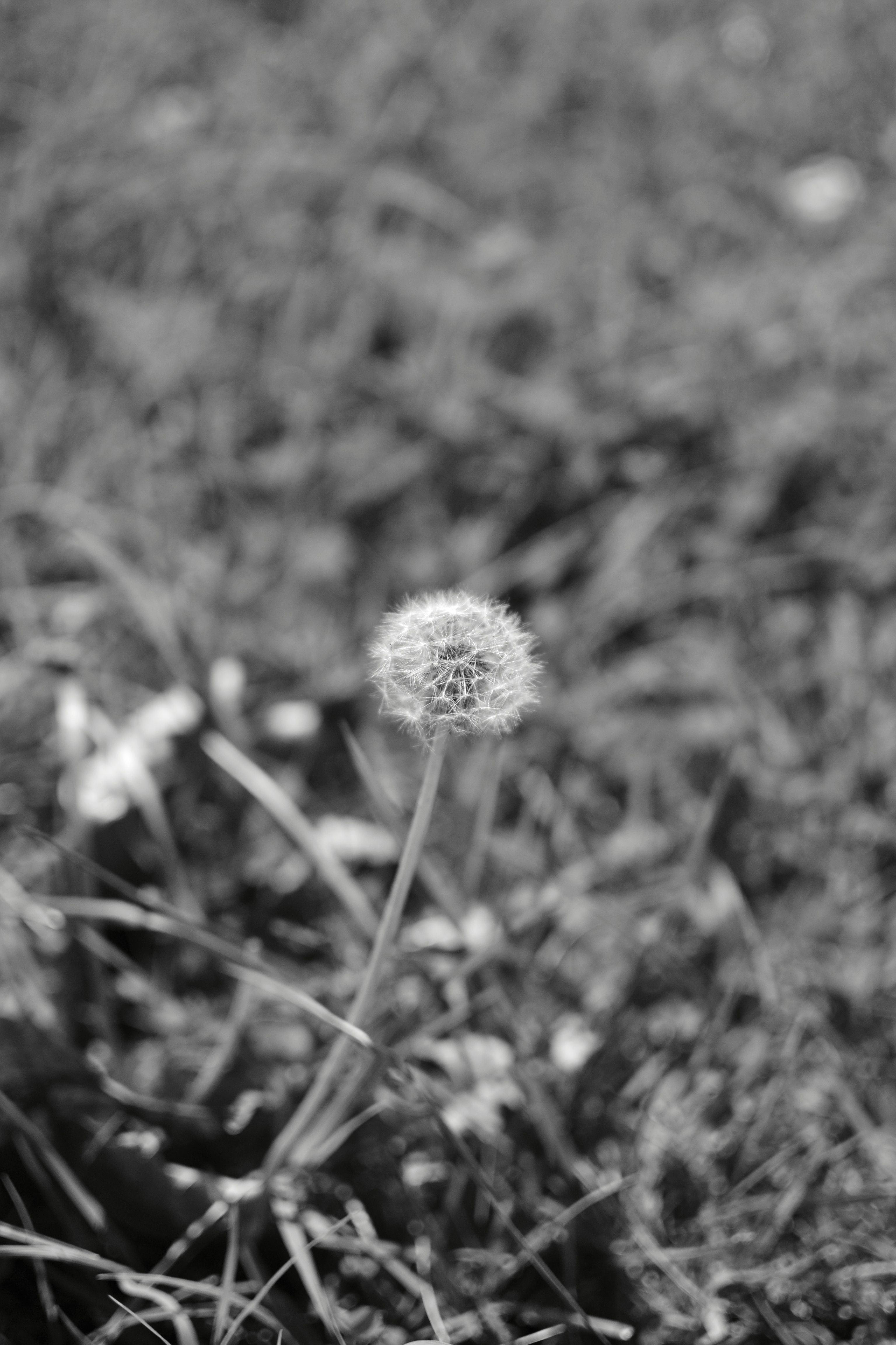 Close-up black and white photo of a dandelion in a grassy meadow.