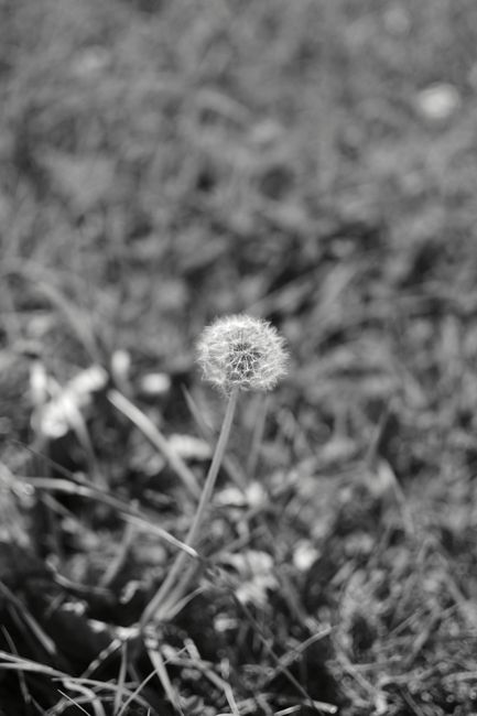Close-up black and white photo of a dandelion in a grassy meadow.