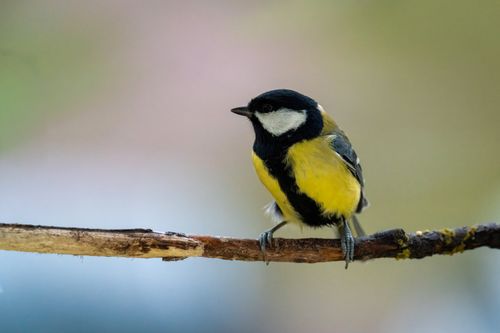 Free Close-up of a great tit (Parus major) perched on a branch against a blurred background. Stock Photo