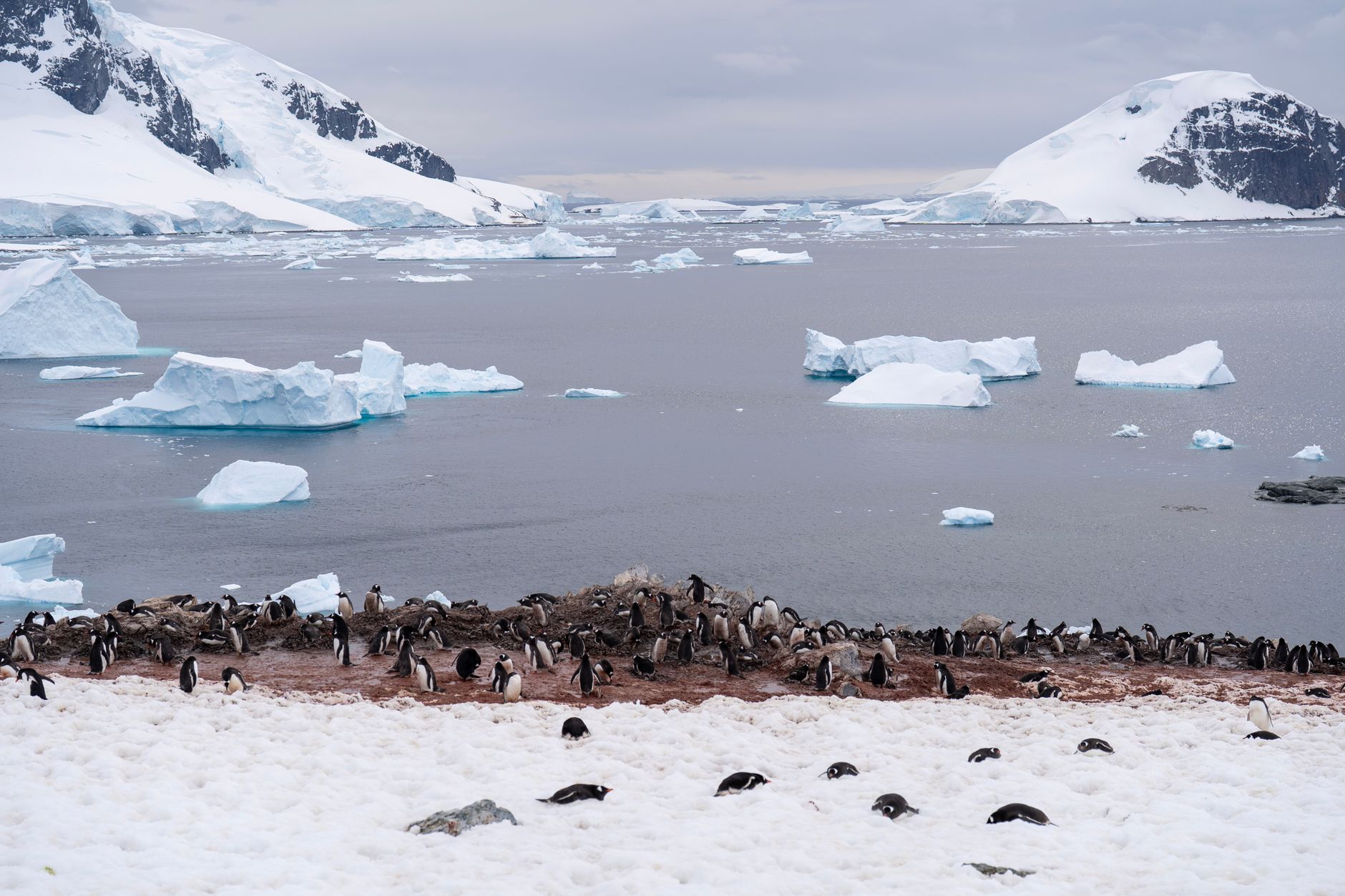 A serene view of penguins with icebergs and snow-capped mountains in Antarctica.