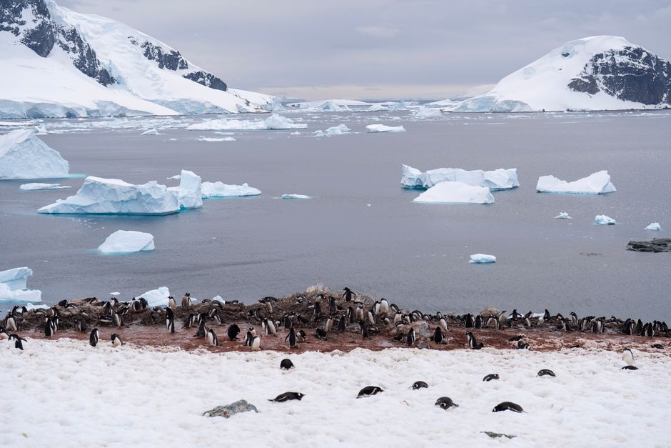 A serene view of penguins with icebergs and snow-capped mountains in Antarctica.