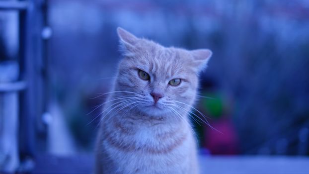 Close-up of a ginger cat in an outdoor setting, bathed in soft blue evening light.