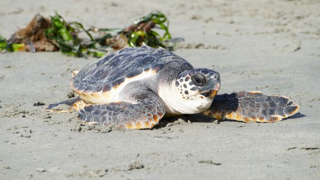 A sea turtle resting on a sandy beach shoreline with seaweed.
