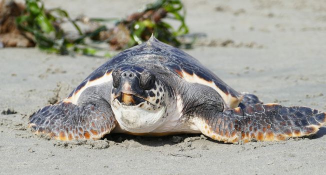 Leatherback sea turtle rests on a sunny beach. Detailed focus on its textured shell.