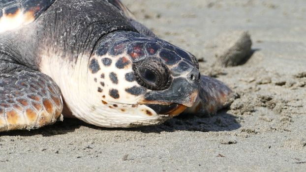 Detailed close-up of a sea turtle resting on a sandy beach, showcasing its unique shell pattern and texture.