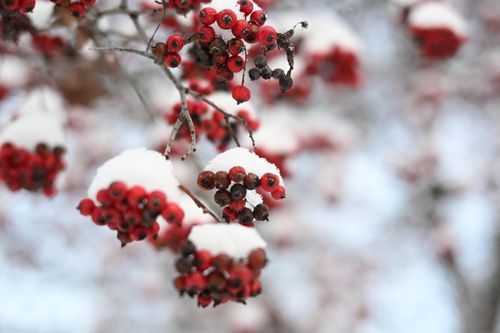 Free Close-up of snow-covered red berries on a tree branch during winter, showcasing natural beauty. Stock Photo