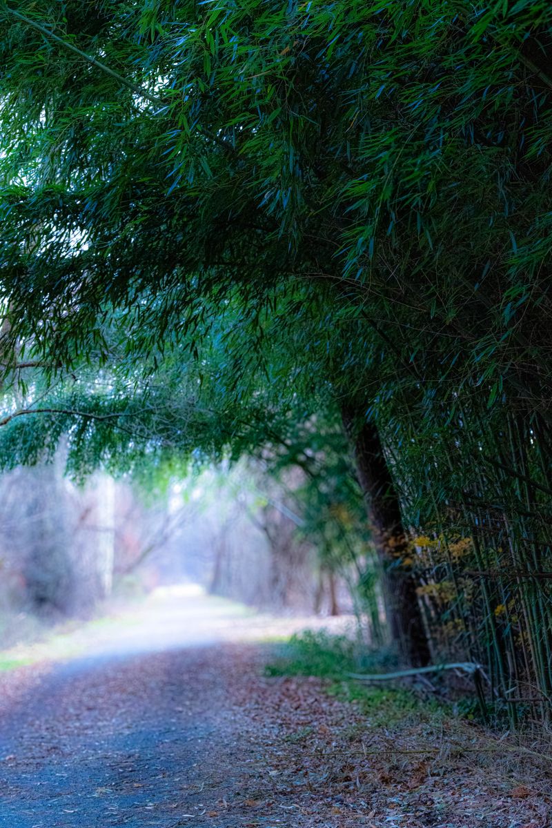 Tranquil scene of a pathway through a lush bamboo forest, capturing the essence of nature's beauty.