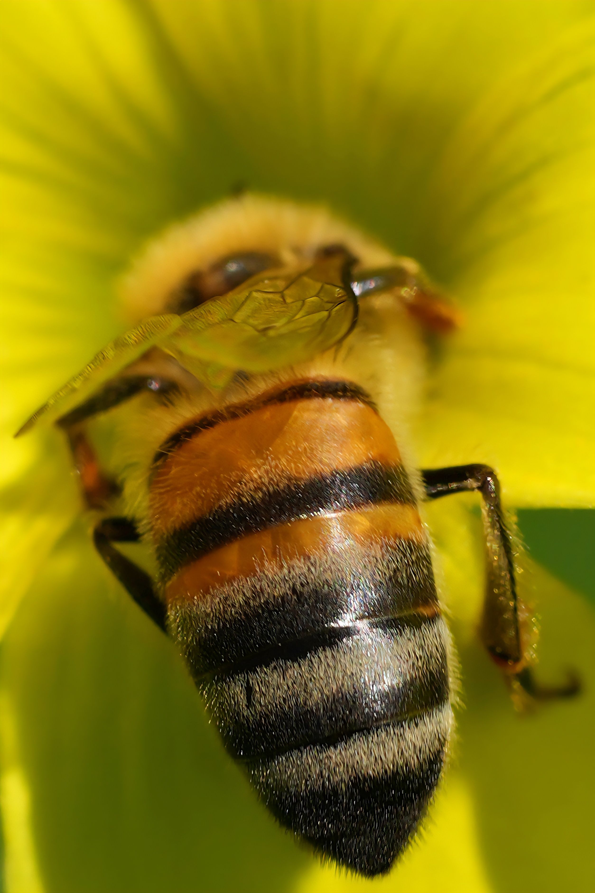 Gratuit Fotografie macro a unei albine melifere pe o floare galbenă vibrantă, prezentând detalii complexe. Fotografie de stoc