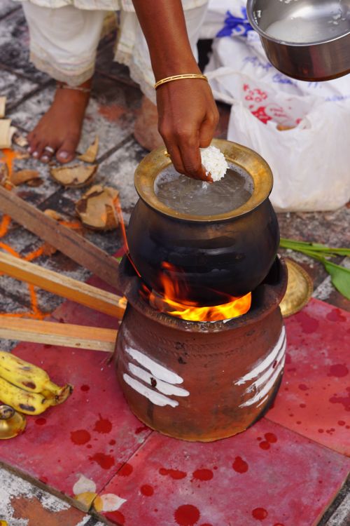 Free A close-up of a traditional Pongal rice preparation on a clay stove with visible flames. Stock Photo