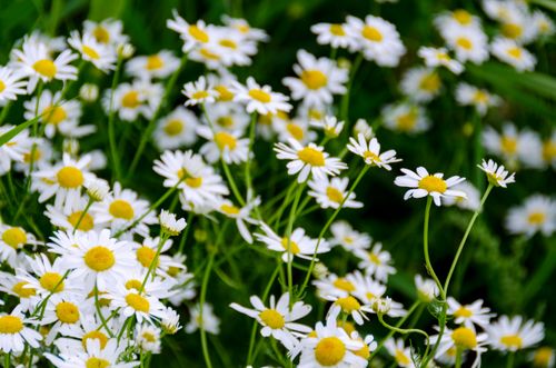 Free A beautiful close-up of white daisies in full bloom, capturing the essence of summer's vibrant nature. Stock Photo