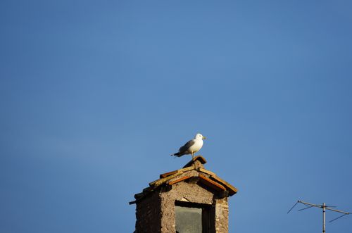 Free Seagull resting on a chimney against a bright blue sky, showcasing urban wildlife. Stock Photo