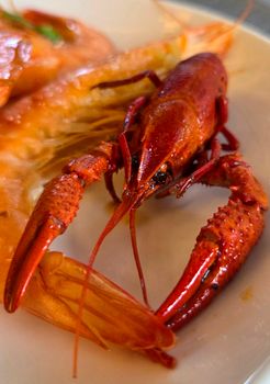 Crayfish