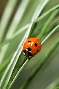 Detailed macro shot of a red and black ladybug on green foliage in a garden.