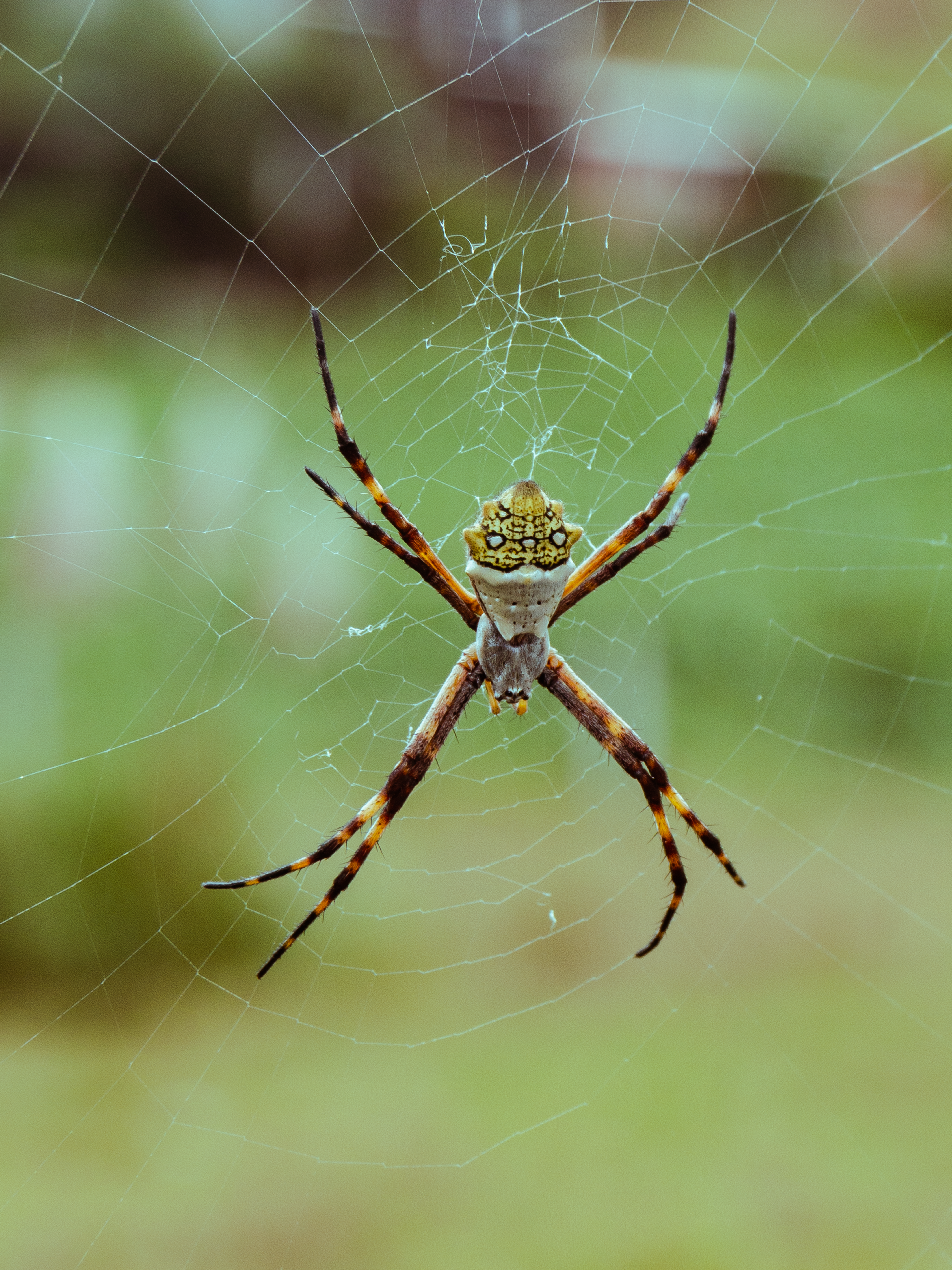 Detailed macro shot of a garden spider intricately woven in its web outdoors.