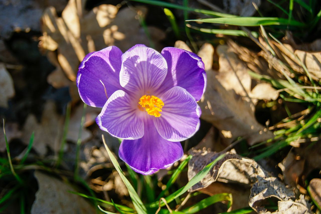 close up of a vivid purple crocus flower blooming in early spring suns