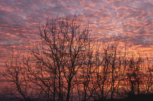 Free Bare tree silhouettes contrast beautifully with a stunning pink and orange sunset sky. Stock Photo