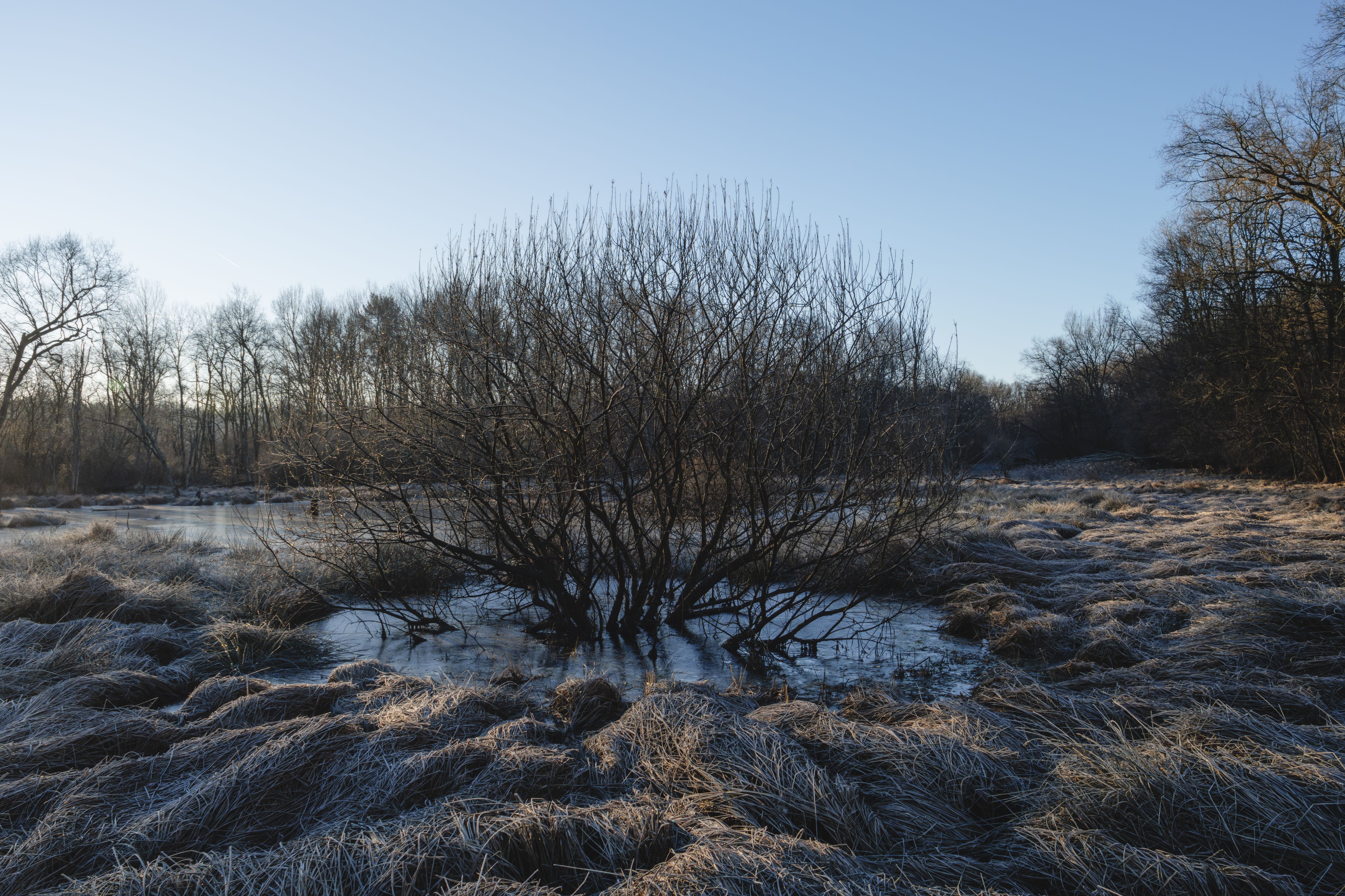 Black and White Marsh Landscape in Winter · Free Stock Photo
