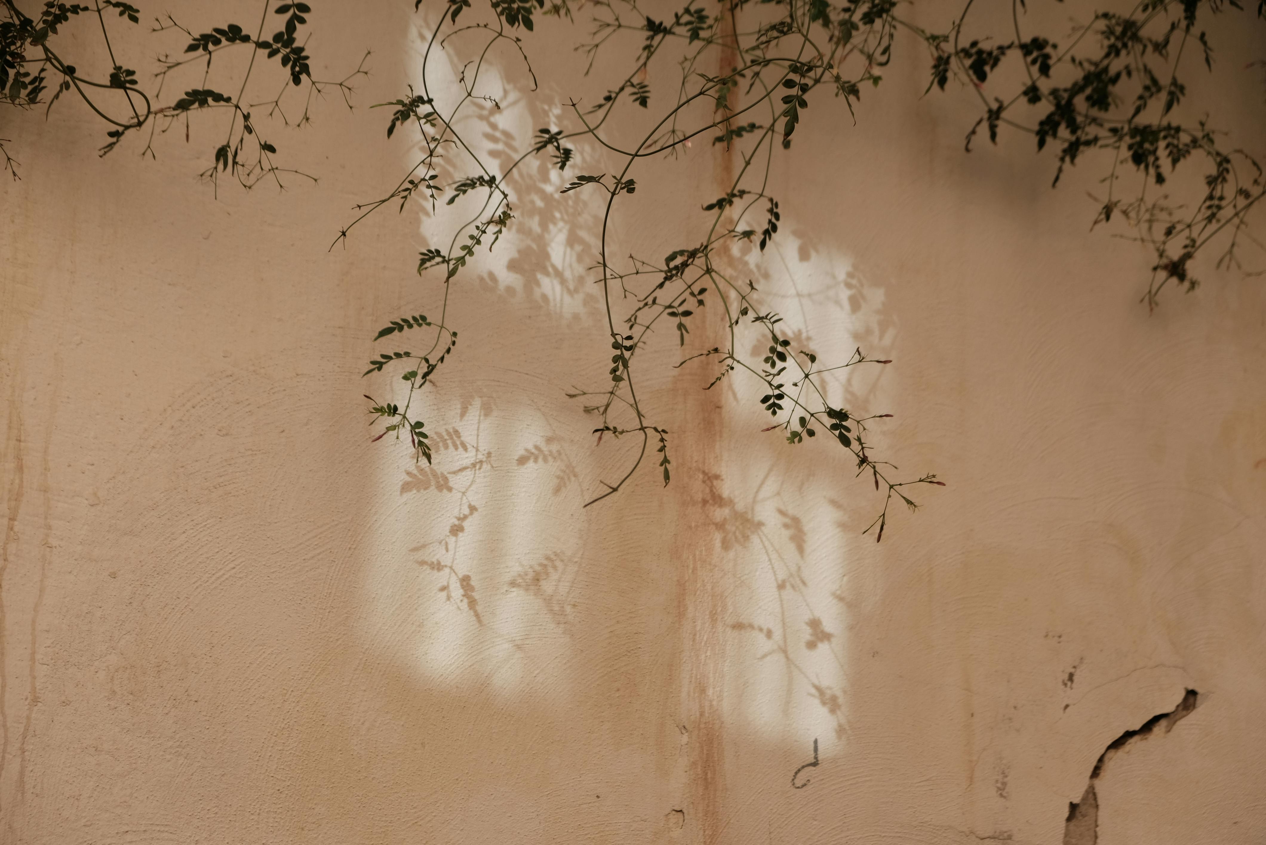 Free Captivating image of vine shadows playfully casting patterns on a rustic wall. Stock Photo